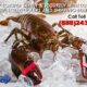 Lobster Shipping Tips - Use Styrofoam Shipping Coolers to Ship Lobster by Mail